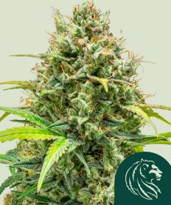 Lemon Skunk Feminized Esrar Tohumu (Royal Queen Seeds)