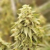 Lilac Diesel RBX2 Feminized Esrar Tohumu (ETHOS Genetics)