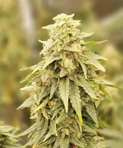 Lilac Diesel RBX2 Feminized Esrar Tohumu (ETHOS Genetics)
