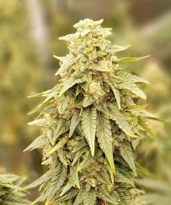 Lilac Diesel RBX2 Feminized Esrar Tohumu (ETHOS Genetics)