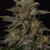 Lowryder Auto Fem Esrar Tohumu (Doctor's Choice)