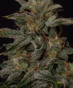 Lowryder Auto Fem Esrar Tohumu (Doctor's Choice)