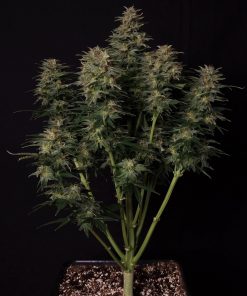 Lowryder Auto Fem Esrar Tohumu (Doctor's Choice)