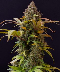 Lowryder Auto Fem Esrar Tohumu (Doctor's Choice)