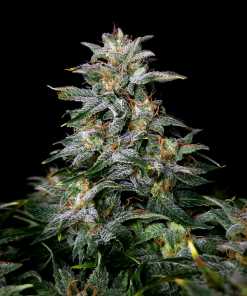 Lowryder Auto Fem Esrar Tohumu (Doctor's Choice)