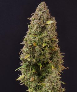 Lowryder Auto Fem Esrar Tohumu (Doctor's Choice)