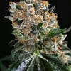 Malasana Cookies Feminized Esrar Tohumu (Exotic Seed)