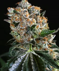 Malasana Cookies Feminized Esrar Tohumu (Exotic Seed)