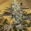 Malasana Gelato Feminized Esrar Tohumu (Exotic Seed)