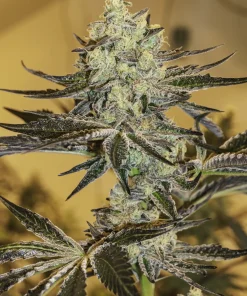 Malasana Gelato Feminized Esrar Tohumu (Exotic Seed)