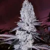 Mandarin Cookies R1 Feminized Esrar Tohumu (ETHOS Genetics)