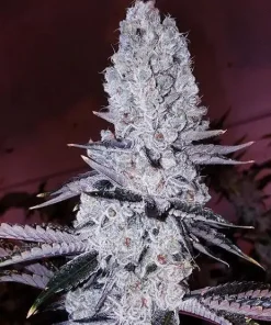 Mandarin Cookies R1 Feminized Esrar Tohumu (ETHOS Genetics)