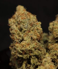 Mandarin Cookies R1 Feminized Esrar Tohumu (ETHOS Genetics)