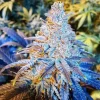 Mandarin Sunset Feminized Esrar Tohumu (ETHOS Genetics)