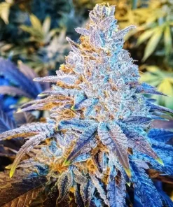 Mandarin Sunset Feminized Esrar Tohumu (ETHOS Genetics)