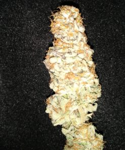 Mandarin Sunset Feminized Esrar Tohumu (ETHOS Genetics)