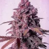 Mandarin Zkittlez Feminized Esrar Tohumu (ETHOS Genetics)