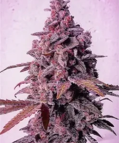 Mandarin Zkittlez Feminized Esrar Tohumu (ETHOS Genetics)