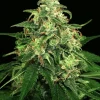 Mango Cream Feminized Esrar Tohumu (Exotic Seed)