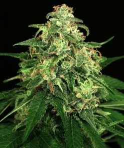 Mango Cream Feminized Esrar Tohumu (Exotic Seed)