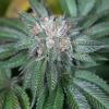 Master Kush Feminized Esrar Tohumu (Humboldt Seed Organization)