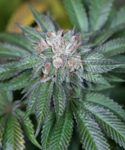 Master Kush Feminized Esrar Tohumu (Humboldt Seed Organization)