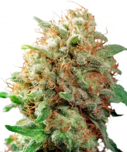 Mazar Regular Esrar Tohumu (Dutch Passion)
