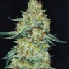Member Berry Feminized Esrar Tohumu (ETHOS Genetics)