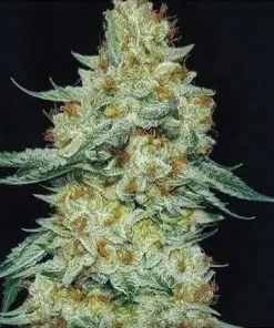 Member Berry Feminized Esrar Tohumu (ETHOS Genetics)