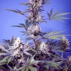 Mental Rainbow F1 Fast Version Feminized Esrar Tohumu (Sweet Seeds)