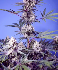 Mental Rainbow F1 Fast Version Feminized Esrar Tohumu (Sweet Seeds)