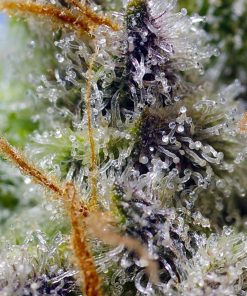 Mental Rainbow F1 Fast Version Feminized Esrar Tohumu (Sweet Seeds)