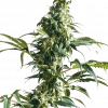 Mexican Sativa Feminized Esrar Tohumu (Sensi Seeds)