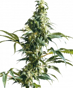 Mexican Sativa Feminized Esrar Tohumu (Sensi Seeds)