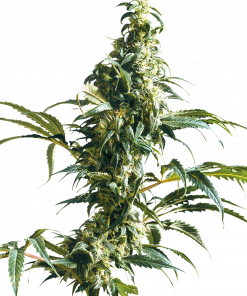 Mexican Sativa Feminized Esrar Tohumu (Sensi Seeds)