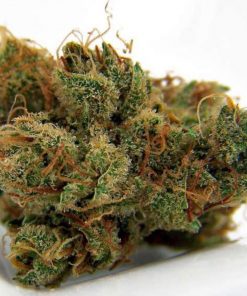 Mexican Sativa Feminized Esrar Tohumu (Sensi Seeds)