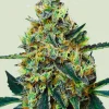 Mimosa Feminized Esrar Tohumu (Royal Queen Seeds)