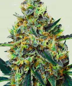 Mimosa Feminized Esrar Tohumu (Royal Queen Seeds)