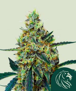 Mimosa Feminized Esrar Tohumu (Royal Queen Seeds)