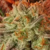 Mob Boss Feminized Esrar Tohumu (Anesia Seeds)