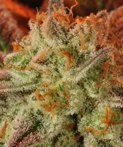 Mob Boss Feminized Esrar Tohumu (Anesia Seeds)