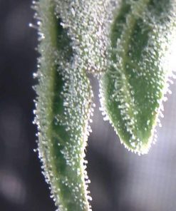 Mob Boss Feminized Esrar Tohumu (Anesia Seeds)
