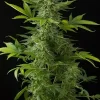 Moby Dick Auto Fem Esrar Tohumu (Dinafem)