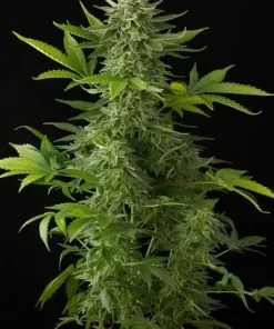 Moby Dick Auto Fem Esrar Tohumu (Dinafem)