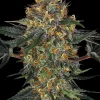 Moby Dick Feminized Esrar Tohumu (Barney's Farm)