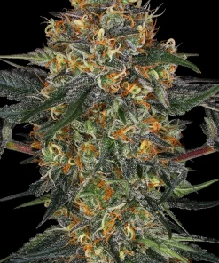 Moby Dick Feminized Esrar Tohumu (Barney's Farm)
