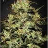 Moby Dick Feminized Esrar Tohumu (Green House Seed Co.)
