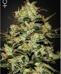 Moby Dick Feminized Esrar Tohumu (Green House Seed Co.)