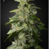 Money Maker Feminized Esrar Tohumu (Strain Hunters)