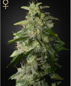 Money Maker Feminized Esrar Tohumu (Strain Hunters)